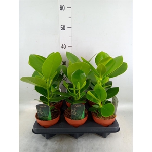 Clusia rosea 'Princess'