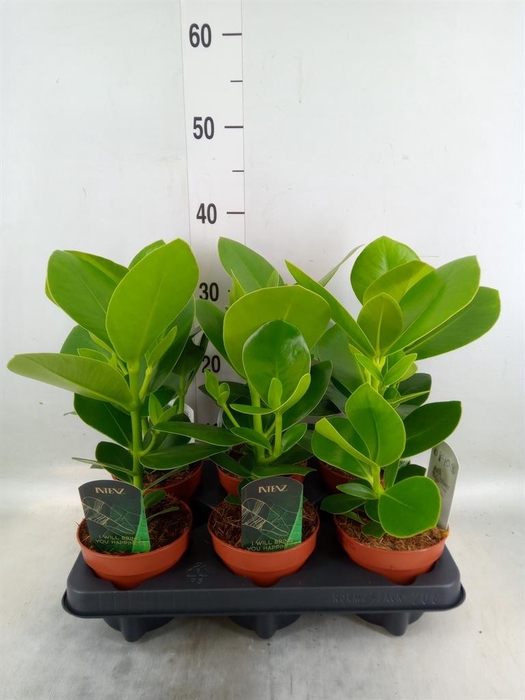 <h4>Clusia rosea 'Princess'</h4>