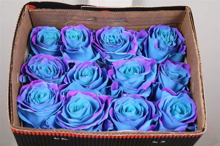 <h4>R Gr Bubblegum Blue Ec</h4>