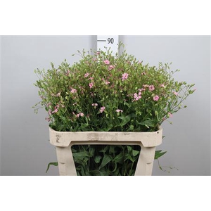 Saponaria Pink