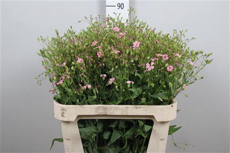 <h4>Saponaria Pink</h4>