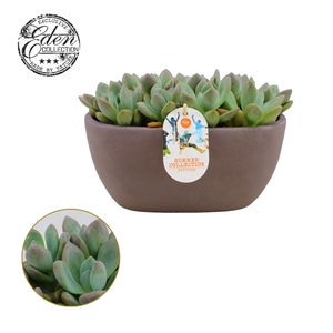 Echeveria Pearl van Neurenberg 25cm Summer Collection