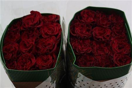 <h4>R GR HEARTS</h4>