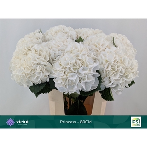 Hydr Princess 80 cm Vicini