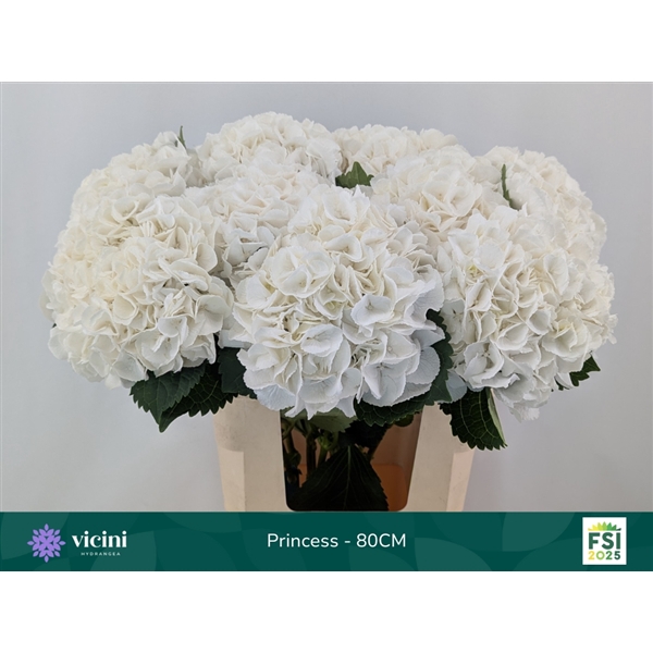 <h4>Hydr Princess 80 cm Vicini</h4>