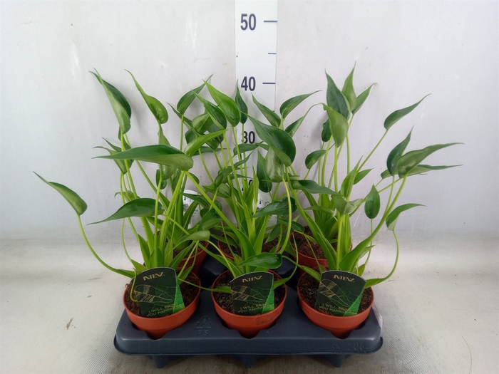 <h4>Alocasia  'Tiny Dancers'</h4>