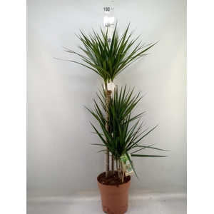 Dracaena marg.
