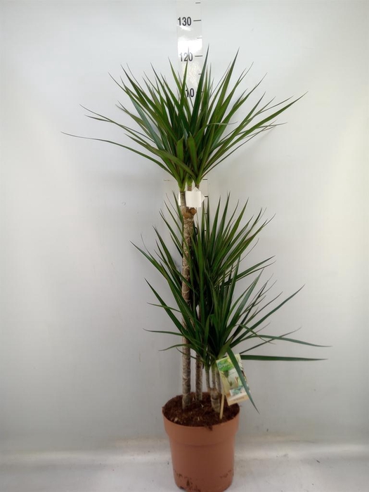 <h4>Dracaena marg.</h4>