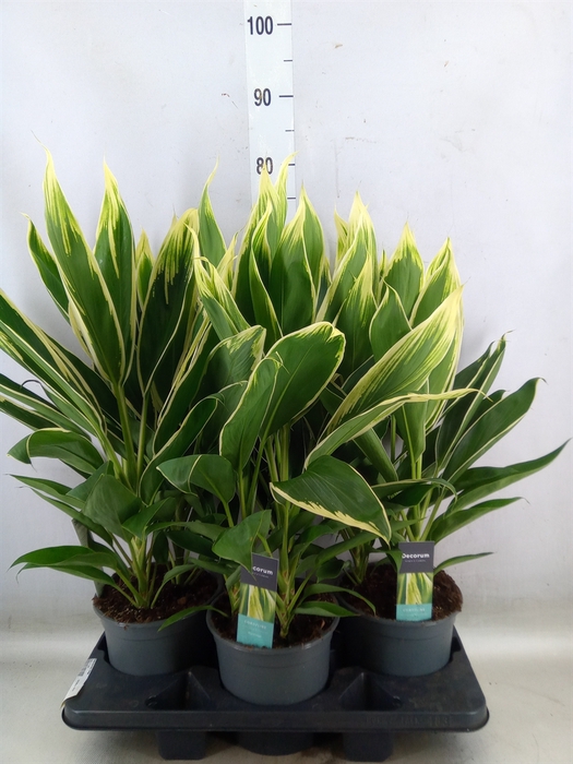 <h4>Cordyline fruti. 'Conga'</h4>