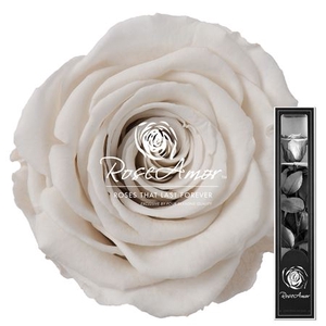 30cm Stem Whi04