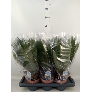 Cycas revoluta