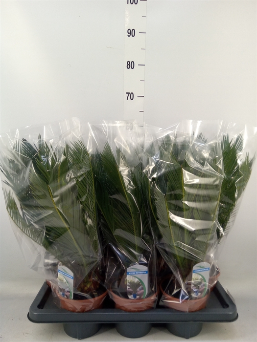 <h4>Cycas revoluta</h4>