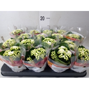 Kalanchoe blos. 'RosDon Dione'