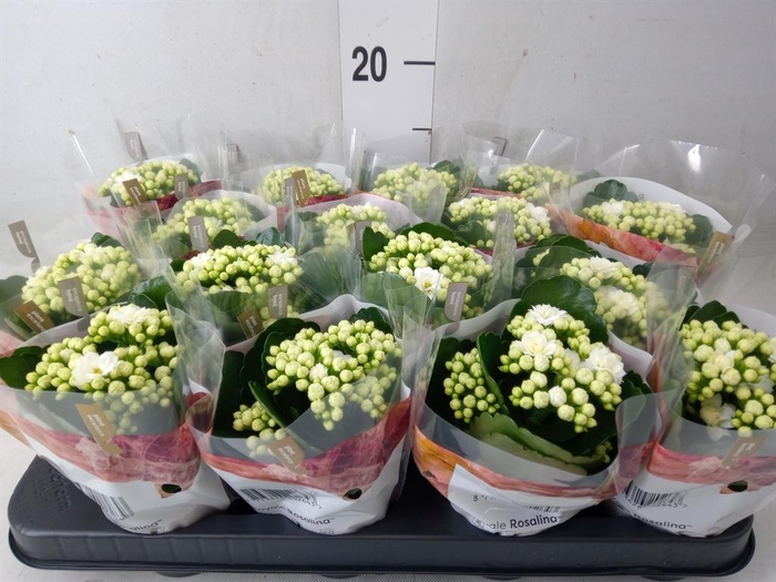 <h4>Kalanchoe blos. 'RosDon Dione'</h4>