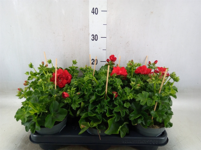 <h4>Pelargonium pelt.   ...</h4>