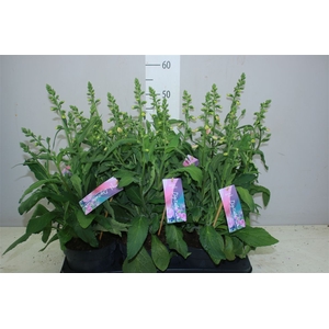Digitalis 'hanabee Pink P17