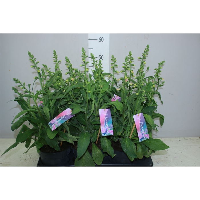<h4>Digitalis 'hanabee Pink P17</h4>