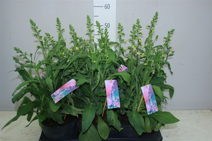 Digitalis 'hanabee Pink P17
