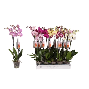 Phalaenopsis 6 color mix, 2-spike 14+