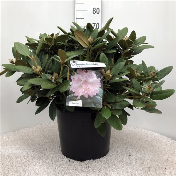 <h4>Rhodo. (Y) 'Silberwolke' white/pink</h4>