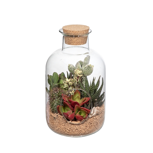 <h4>GLASS COMPOSITION Ø 14 H 24 - IN CARDBOARD BOX 15x15 CM (CACTUS EN SUCCULENTEN)</h4>