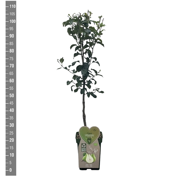 <h4>BIO-Pyrus c. Doyenne du Comice Patioboom</h4>