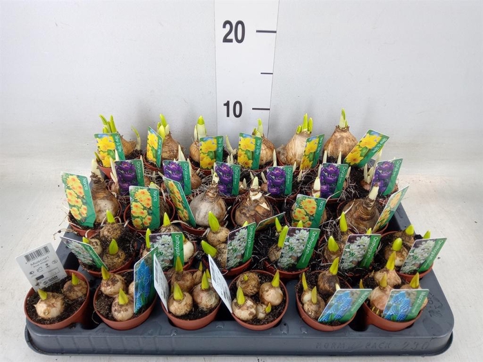 <h4>Bolbloemen   ...mix</h4>