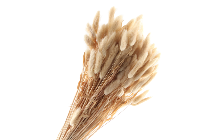 <h4>Lagurus Natural</h4>