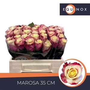 R GR MAROSA