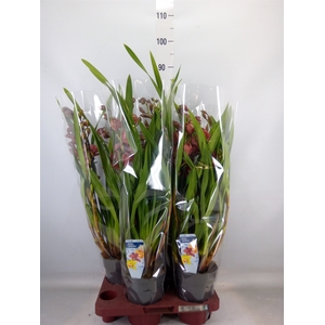 Cymbidium   ...