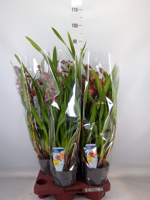<h4>Cymbidium   ...</h4>