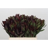 Leucadendron Saf Sunset Dark R.