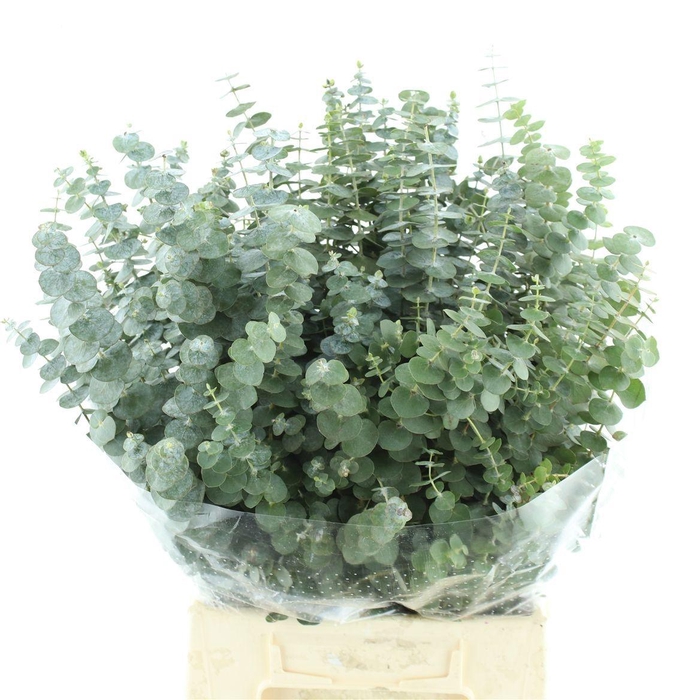 <h4>EUC BABY BLUE P BS</h4>