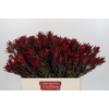 Leucadendron Blush Spray