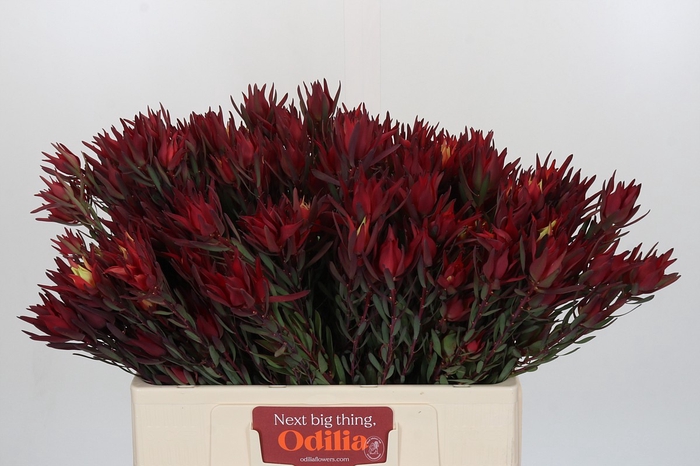 Leucadendron Blush Spray
