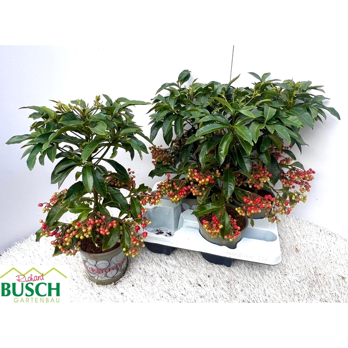 <h4>Ardisia Crenata 14Ø 40cm</h4>