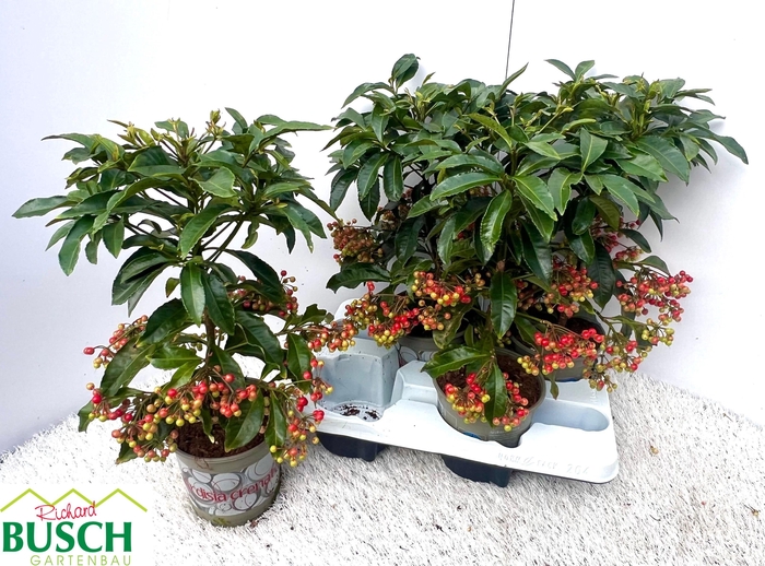 Ardisia Crenata 14Ø 40cm