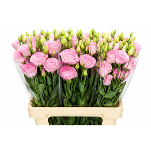 Eustoma Du Rosita Pink