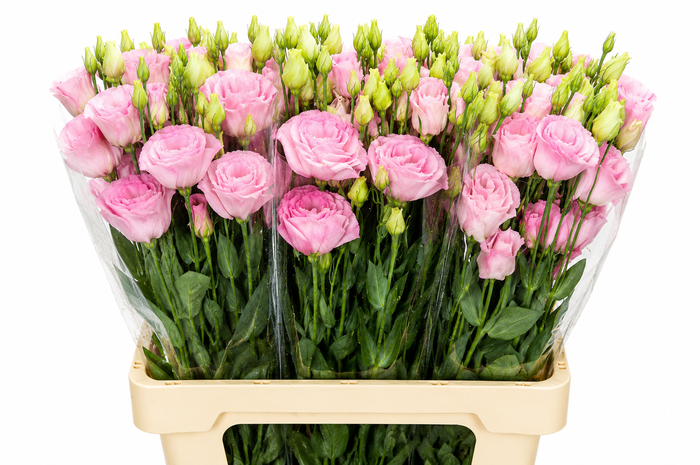 <h4>Eustoma Du Rosita Pink</h4>