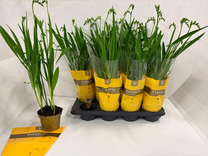 <h4>FREESIA POPEY</h4>