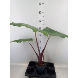 Alocasia   ...