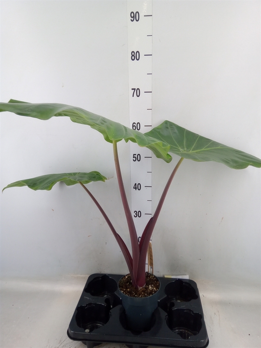 <h4>Alocasia   ...</h4>