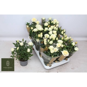 RO PEARL KORD GR
