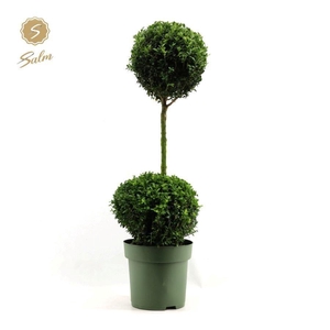 Buxus semp. Duo-Ball on Stem