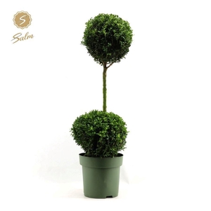 Buxus semp. Duo-Ball on Stem