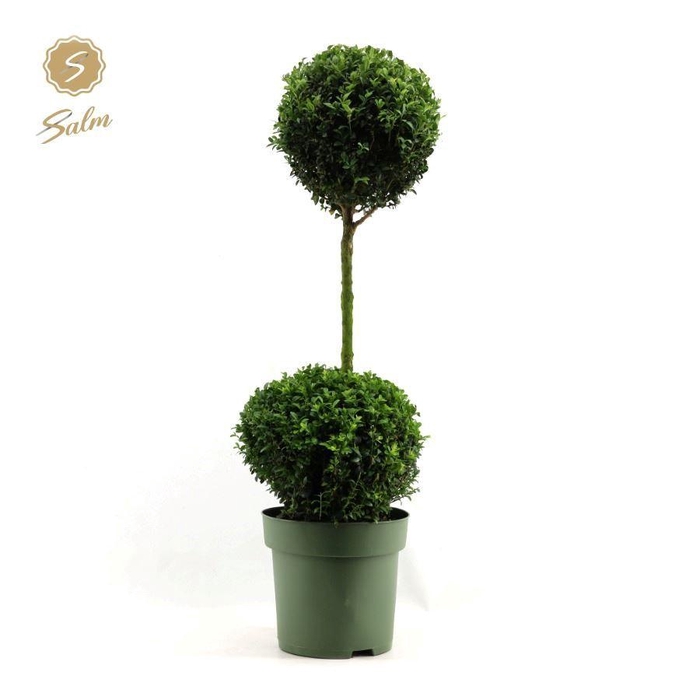 <h4>Buxus semp. Duo-Ball on Stem</h4>