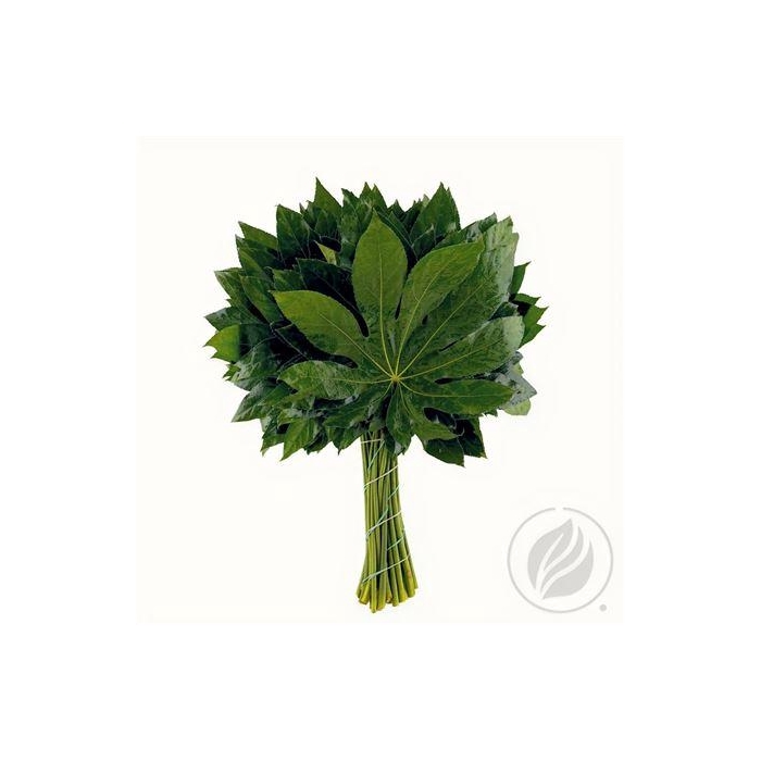 <h4>ARALIA 50 CM MAYIKAL</h4>