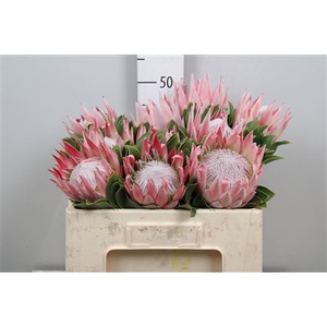Protea Cynaroides
