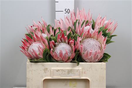 <h4>Protea Cynaroides</h4>
