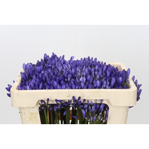 Agapanthus EYFORI Blue